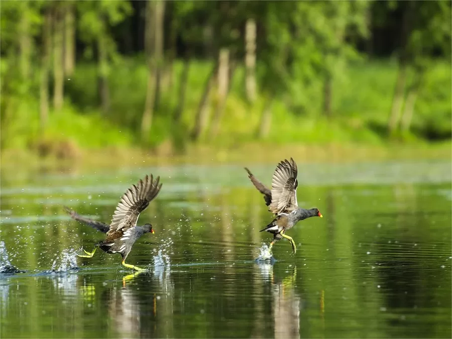 ecological-importance-of-changguanxi-national-wetland-park-jpg ecological-importance-of-changguanxi-national-wetland-park-jpg