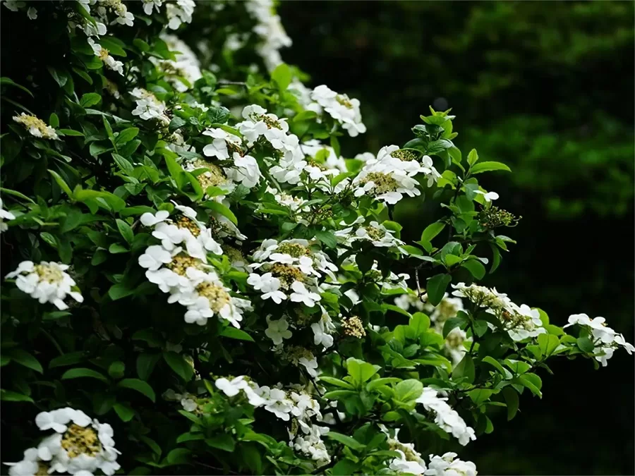 eight-immortals-flower-in-tinglin-garden-jpg eight-immortals-flower-in-tinglin-garden-jpg