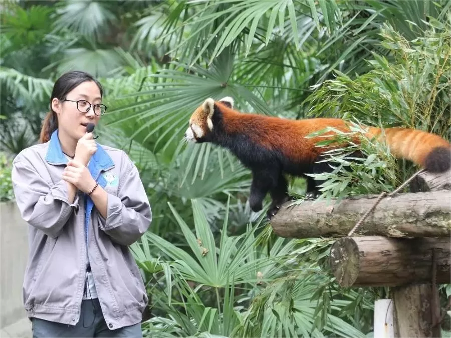 endangered-species-conservation-in-hongshan-forest-zoo-jpg endangered-species-conservation-in-hongshan-forest-zoo-jpg