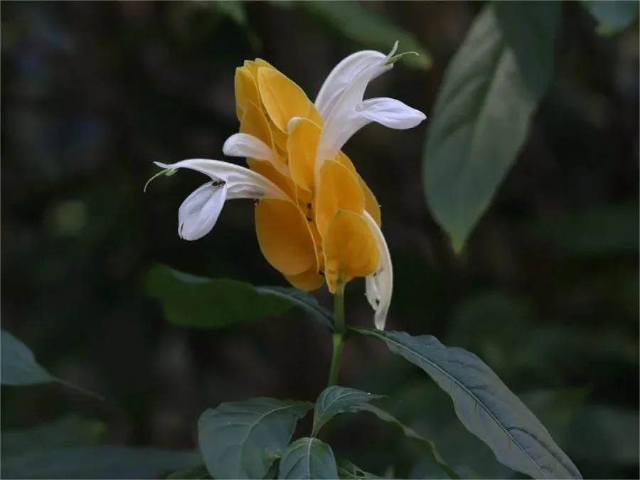 exotic-flower-and-plant-garden-in-Xishuangbannan-Tropical-Botanical-Garden-1-jpg exotic-flower-and-plant-garden-in-Xishuangbannan-Tropical-Botanical-Garden-1-jpg
