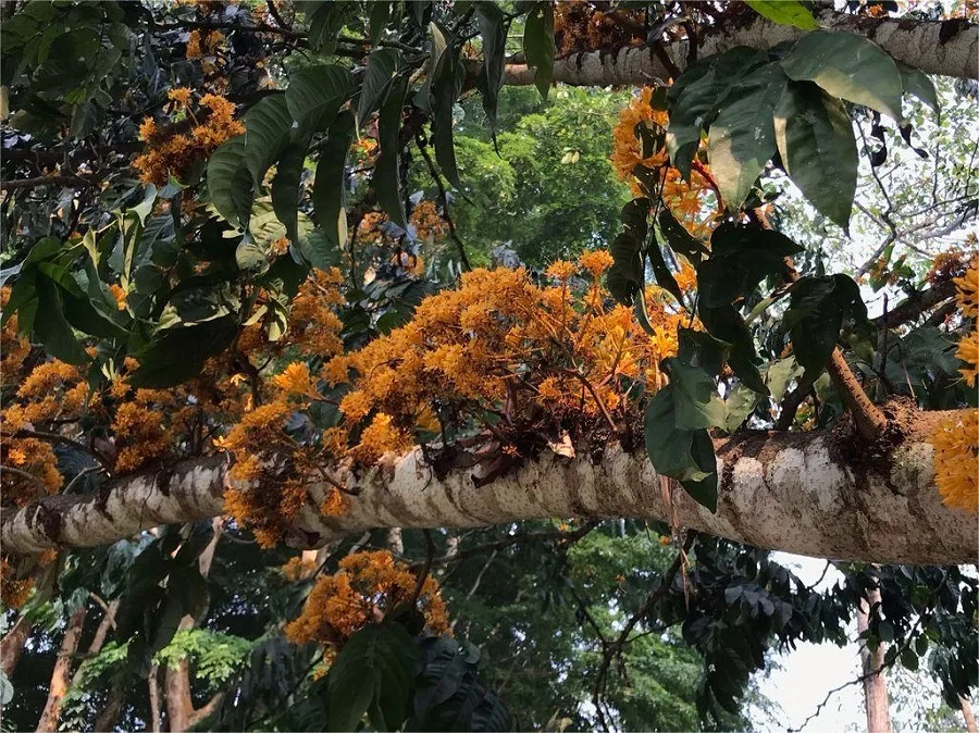exotic-flower-and-plant-garden-in-Xishuangbannan-Tropical-Botanical-Garden-2-jpg exotic-flower-and-plant-garden-in-Xishuangbannan-Tropical-Botanical-Garden-2-jpg