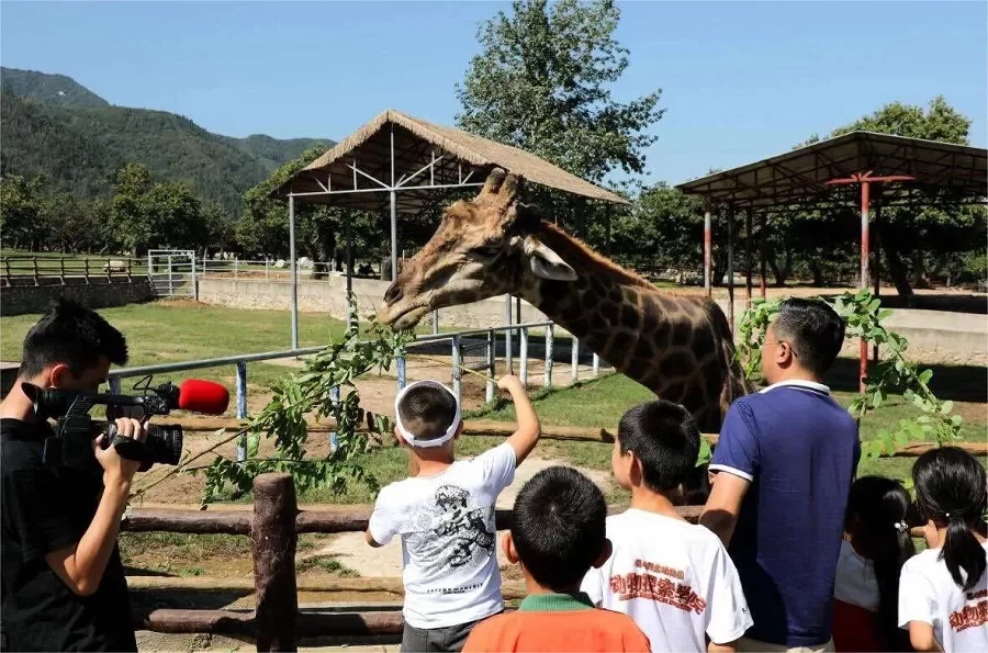 feeding-giraffe-in-qinling-wildlife-park-jpg feeding-giraffe-in-qinling-wildlife-park-jpg