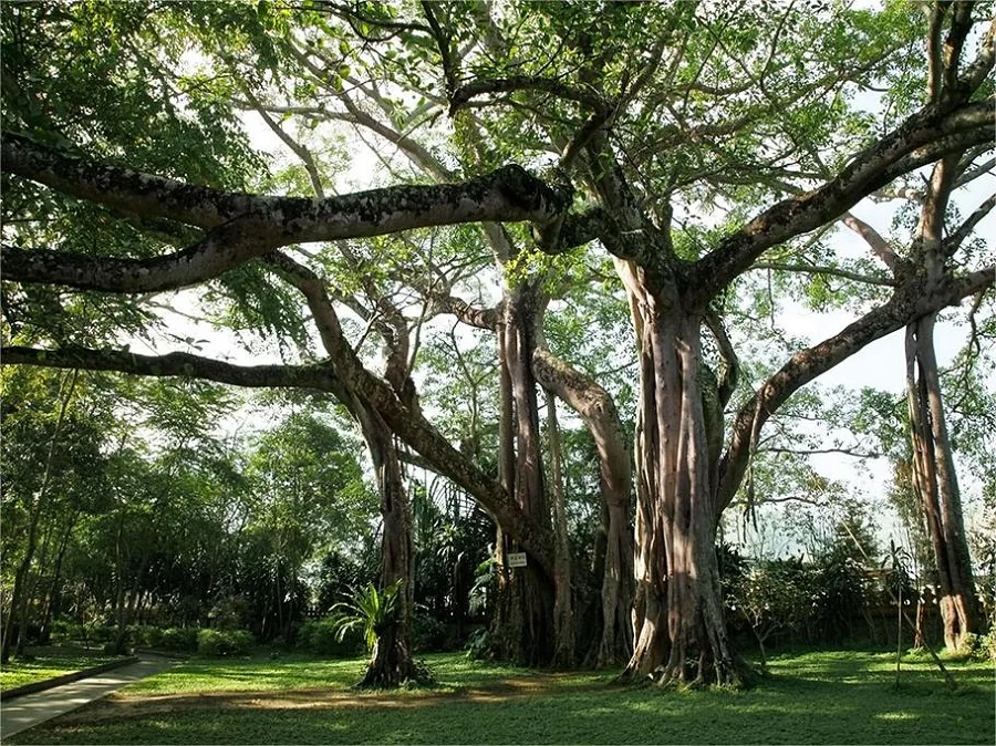 ficus-grove-in-in-Xishuangbannan-Tropical-Botanical-Garden-jpg ficus-grove-in-in-Xishuangbannan-Tropical-Botanical-Garden-jpg