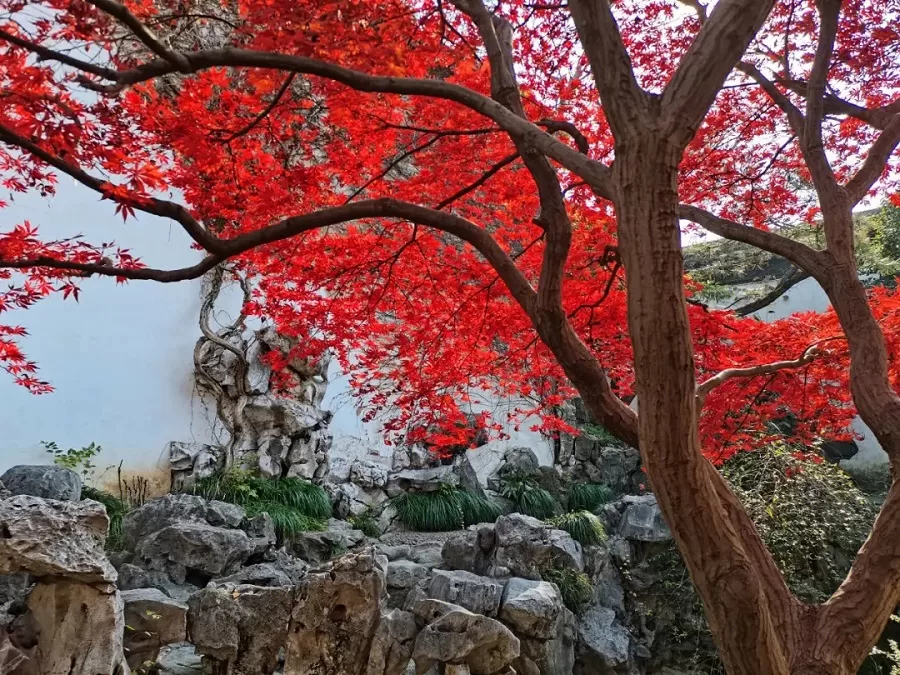 floral-splendor-in-yipu-garden-jpg floral-splendor-in-yipu-garden-jpg