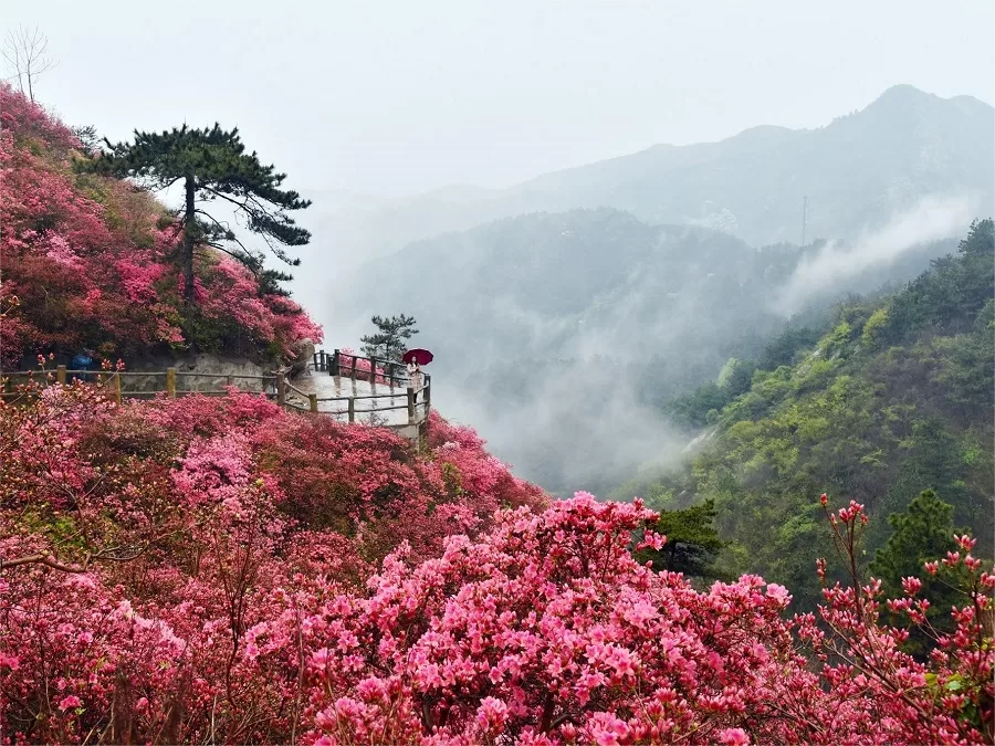 flower-mountain-in-yunwu-mountain-wuhan-jpeg flower-mountain-in-yunwu-mountain-wuhan-jpeg