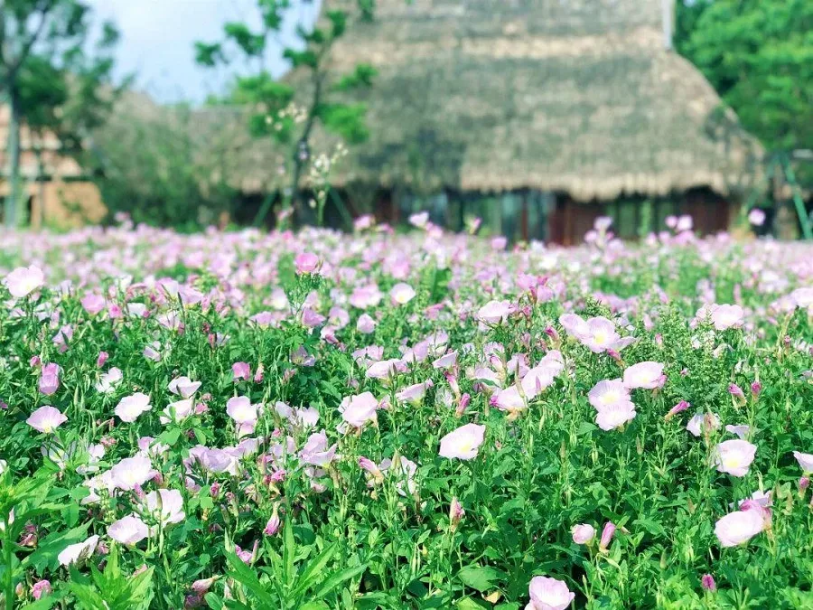 flower-sea-in-qingliang-peak-jpeg flower-sea-in-qingliang-peak-jpeg