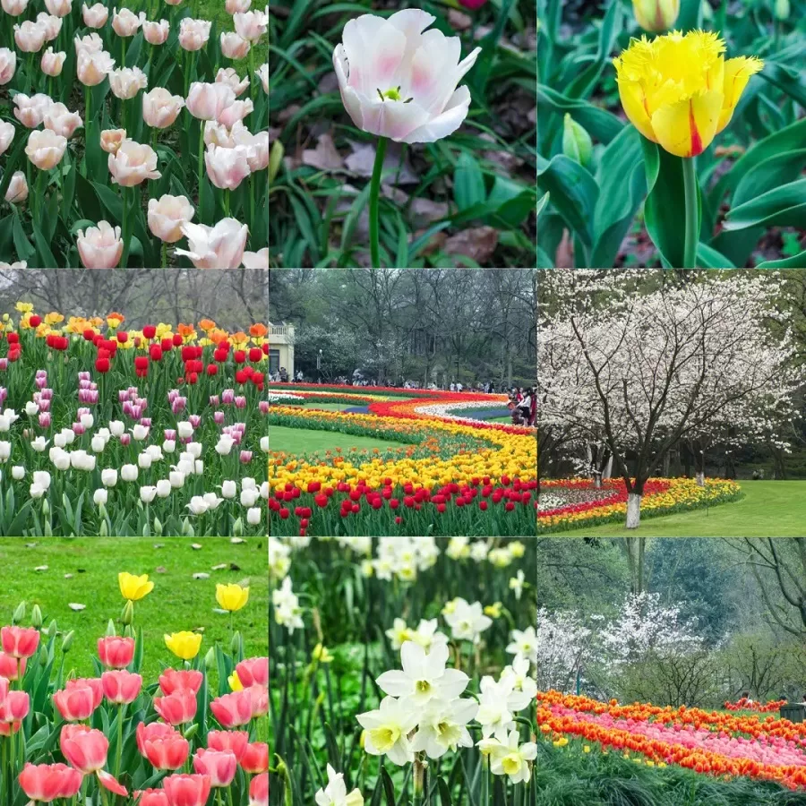 flower-sea-in-taiziwan-park-jpg flower-sea-in-taiziwan-park-jpg