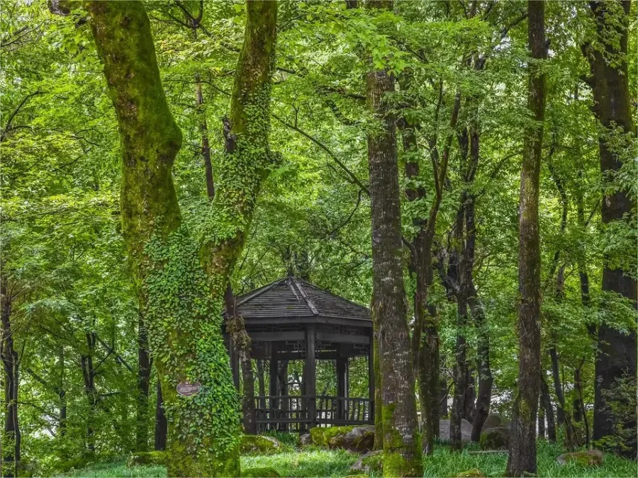 forest-ocean-in-qingliang-peak-jpg forest-ocean-in-qingliang-peak-jpg