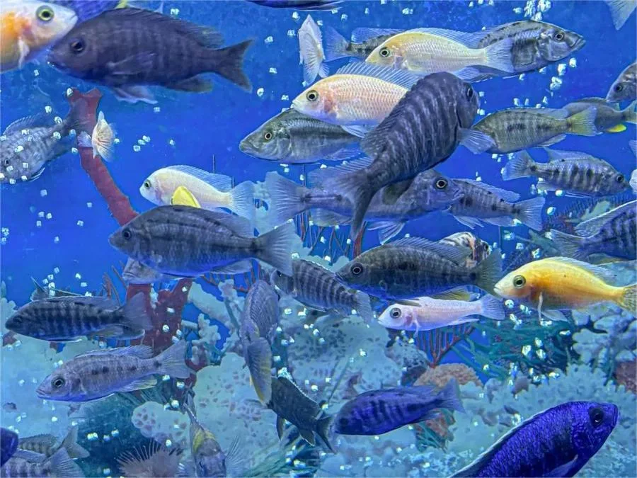 fresh-water-zone-in-daming-lake-underwater-world-jpg fresh-water-zone-in-daming-lake-underwater-world-jpg