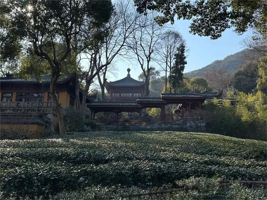fuquan-tea-yard-in-yongfu-temple-jpg fuquan-tea-yard-in-yongfu-temple-jpg