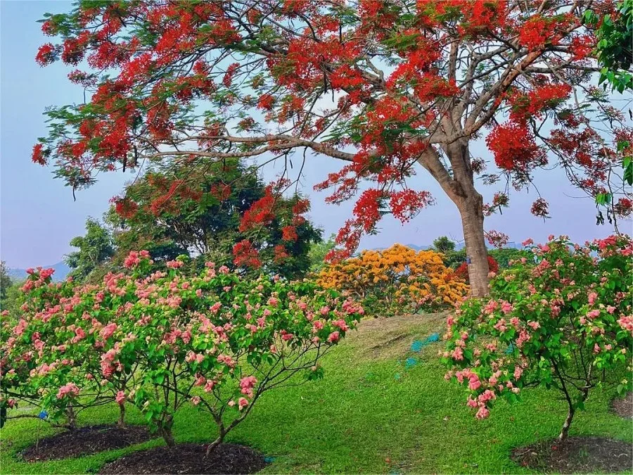garden-of-a-hundred-flowers-in-Xishuangbannan-Tropical-Botanical-Garden-1-jpg garden-of-a-hundred-flowers-in-Xishuangbannan-Tropical-Botanical-Garden-1-jpg