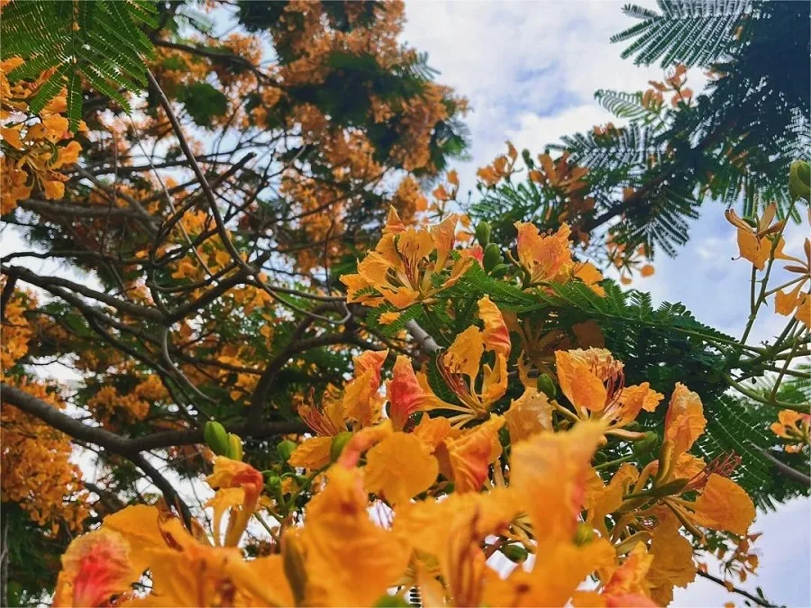 garden-of-a-hundred-flowers-in-Xishuangbannan-Tropical-Botanical-Garden-2-jpg garden-of-a-hundred-flowers-in-Xishuangbannan-Tropical-Botanical-Garden-2-jpg