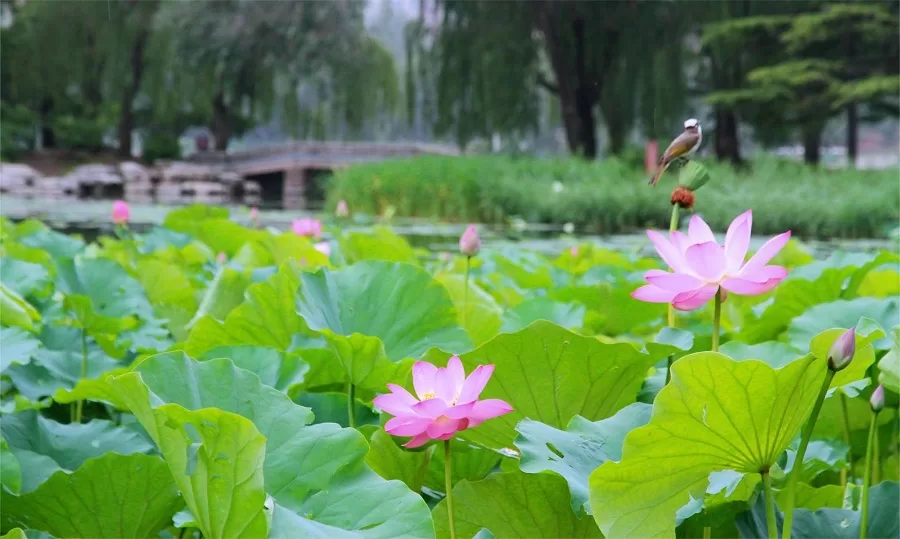 gardens-in-yuyuantan-park-jpg gardens-in-yuyuantan-park-jpg