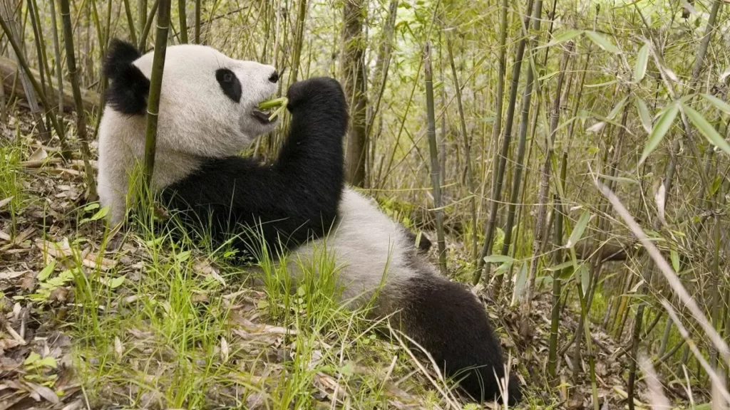 giant-panda-diet-1024x576-1