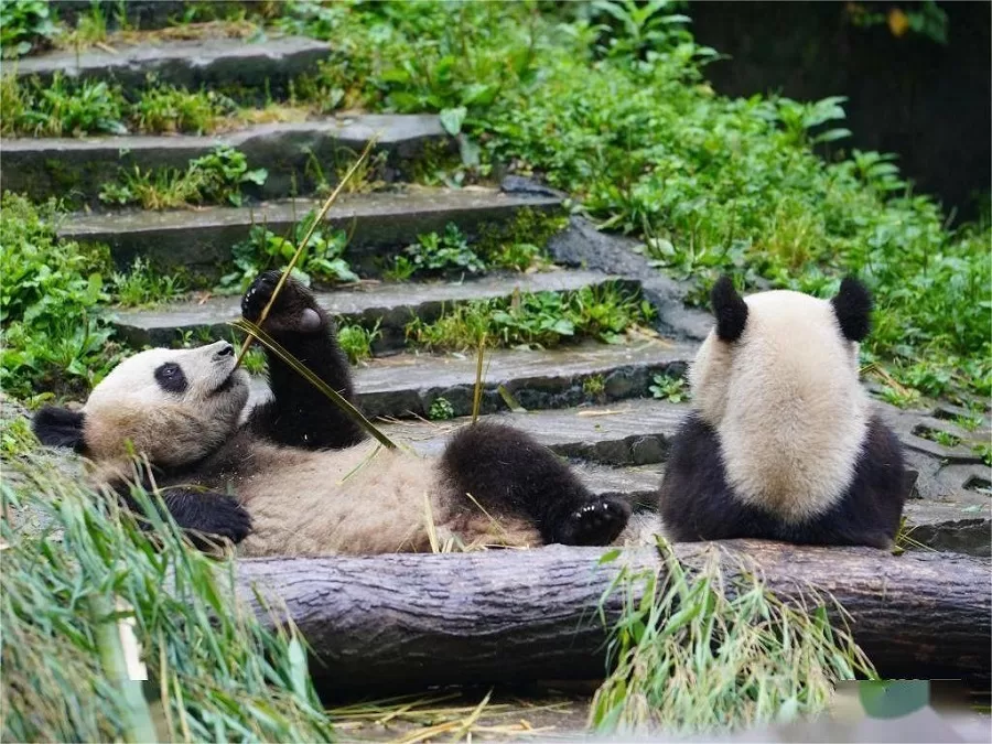 giant-panda-encounters-in-bifengxia-panda-base-jpeg giant-panda-encounters-in-bifengxia-panda-base-jpeg