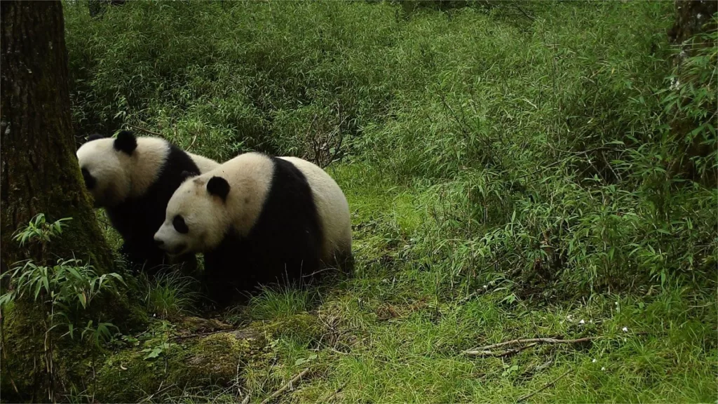 giant-panda-habitat-1024x576-1