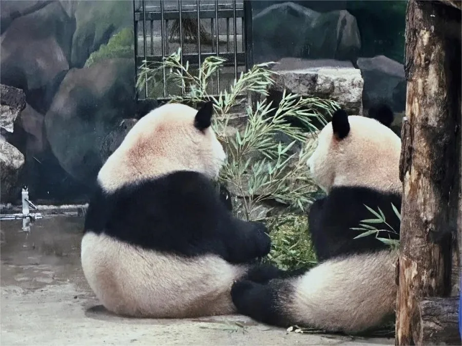 giant-panda-hall-in-hangzhou-zoo-jpg giant-panda-hall-in-hangzhou-zoo-jpg