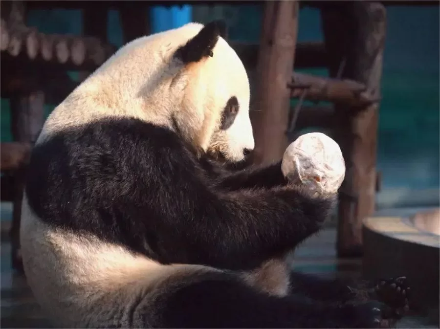 giant-panda-house-in-tianjin-zoo-jpeg giant-panda-house-in-tianjin-zoo-jpeg