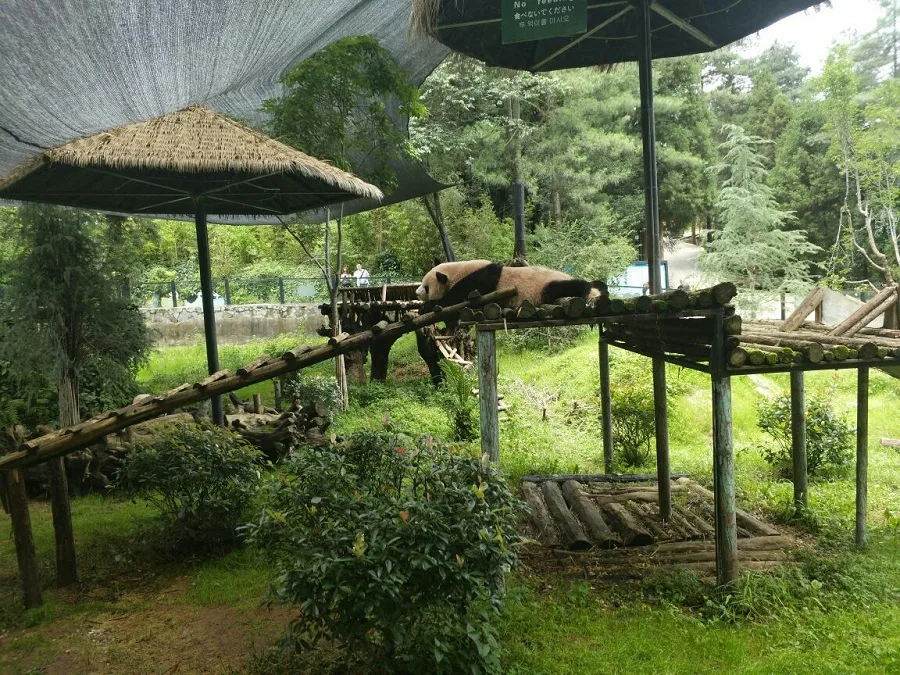 giant-panda-pavilion-in-yunnan-wild-animal-park-jpg giant-panda-pavilion-in-yunnan-wild-animal-park-jpg