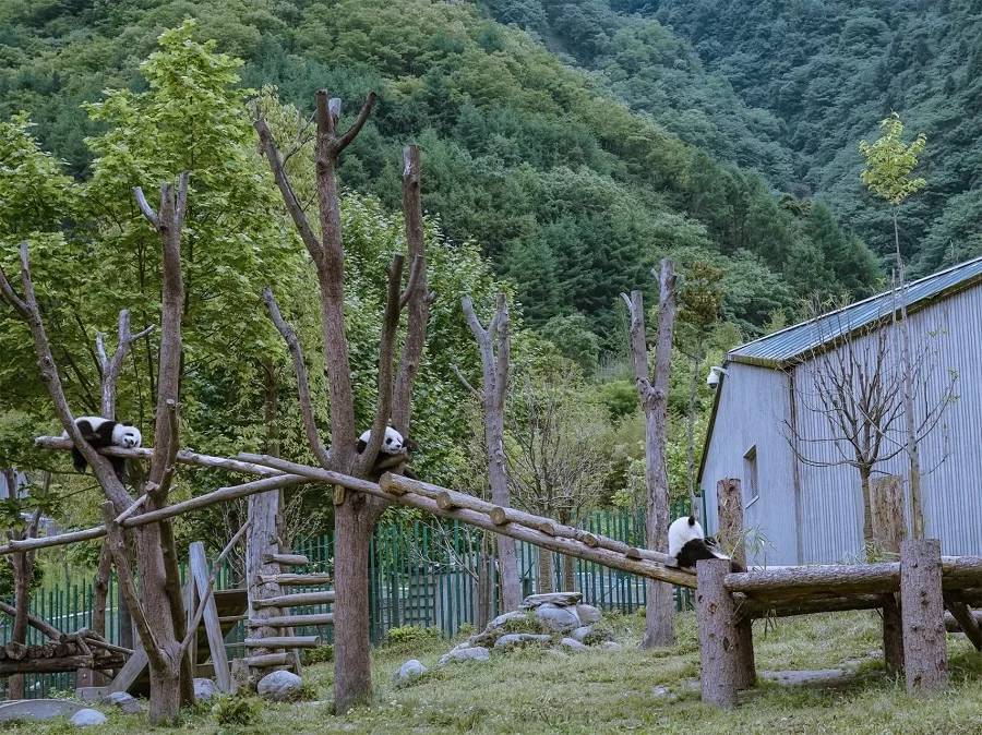 giant-panda-sanctuary-in-wolong-national-nature-reserve-jpg giant-panda-sanctuary-in-wolong-national-nature-reserve-jpg