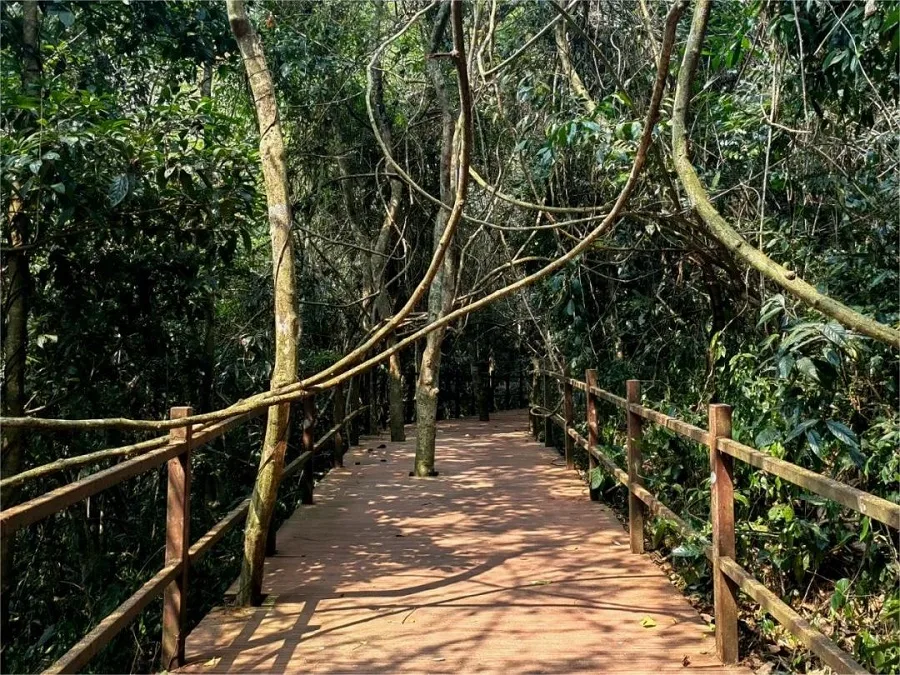 green-stone-forest-scenic-area-in-xishuangbanna-tropical-botanical-garden-jpg green-stone-forest-scenic-area-in-xishuangbanna-tropical-botanical-garden-jpg