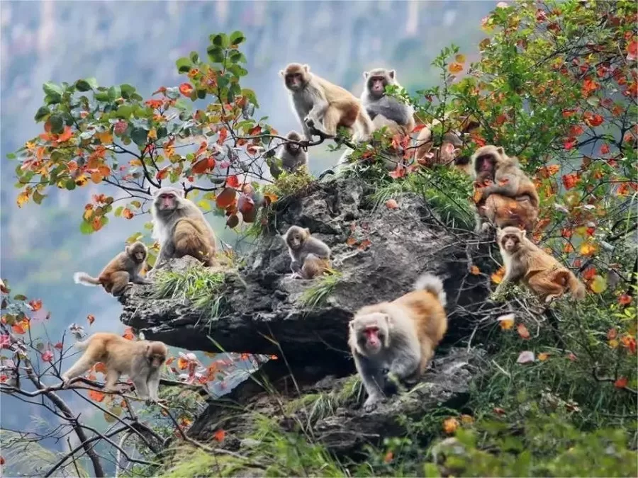 groups-of-macaques-in-three-little-gorges-jpeg groups-of-macaques-in-three-little-gorges-jpeg