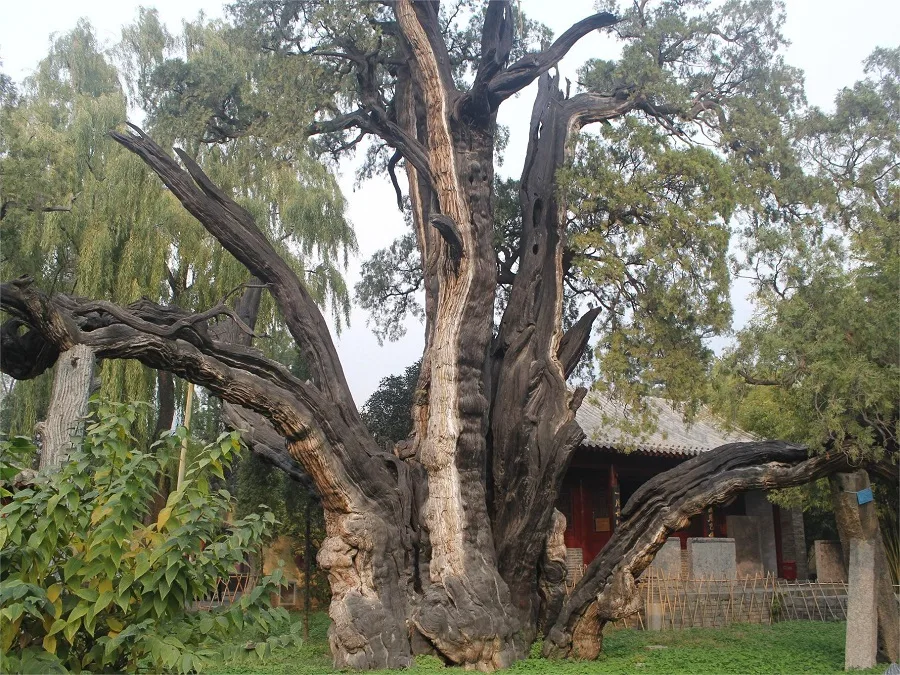 han-general-cypress-tress-jpeg han-general-cypress-tress-jpeg