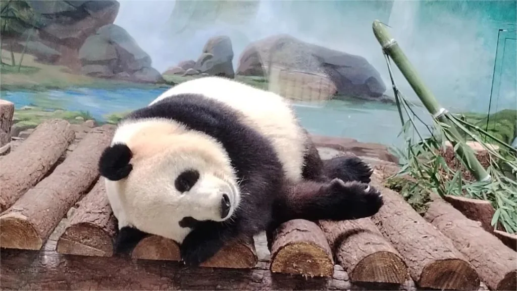 hangzhou-zoo-1024x576-1