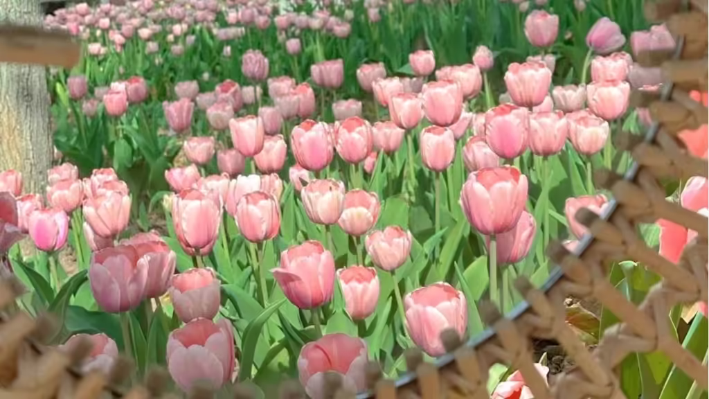 hefei-botanical-garden-1024x576.avif_