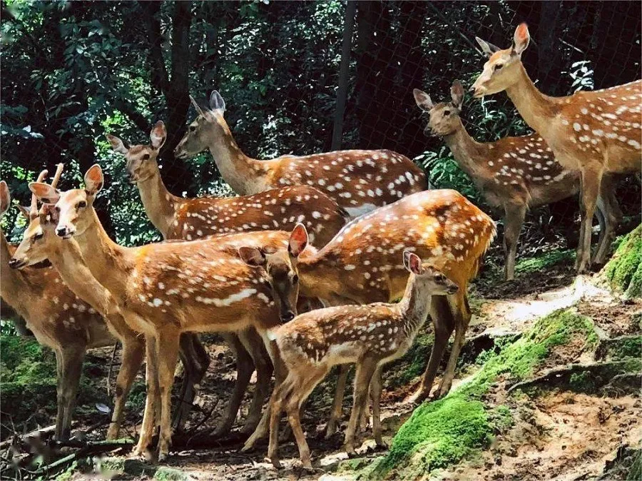 herbivore-roaming-area-in-yunnan-wild-animal-park-jpeg herbivore-roaming-area-in-yunnan-wild-animal-park-jpeg