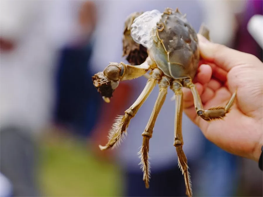 hiary-crabs-delicacy-in-yangcheng-lake-jpg hiary-crabs-delicacy-in-yangcheng-lake-jpg