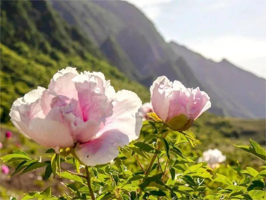 high-mountain-peony-garden-in-baiyun-mountain-luoyang-jpeg high-mountain-peony-garden-in-baiyun-mountain-luoyang-jpeg