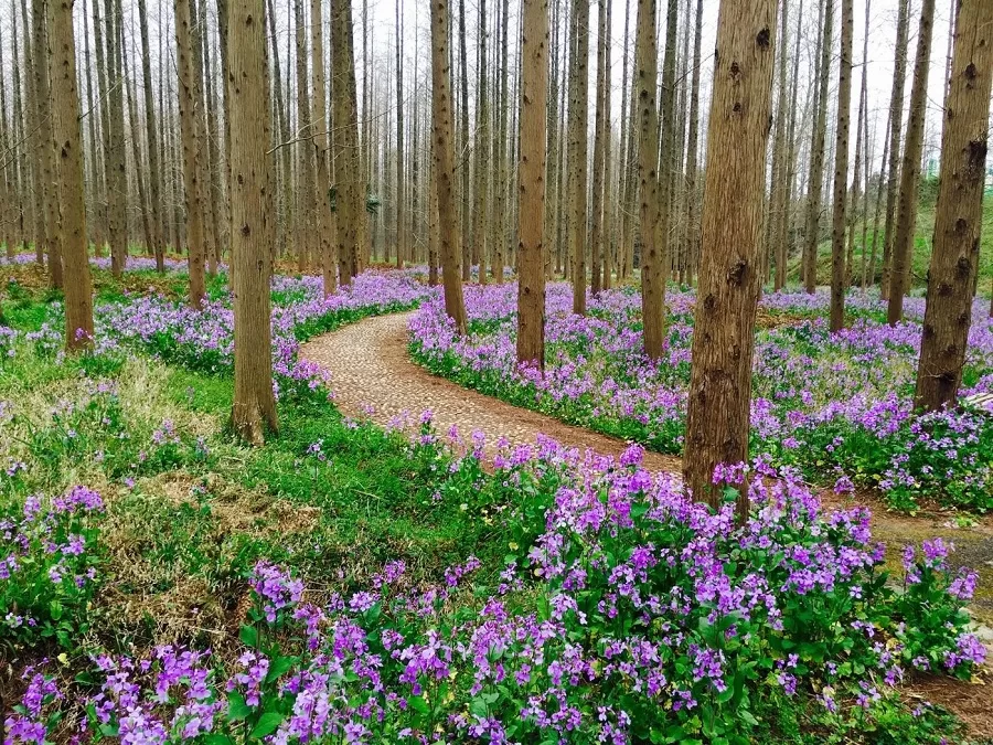 hiking-and-nature-trails-in-dongping-national-forest-park-jpg hiking-and-nature-trails-in-dongping-national-forest-park-jpg