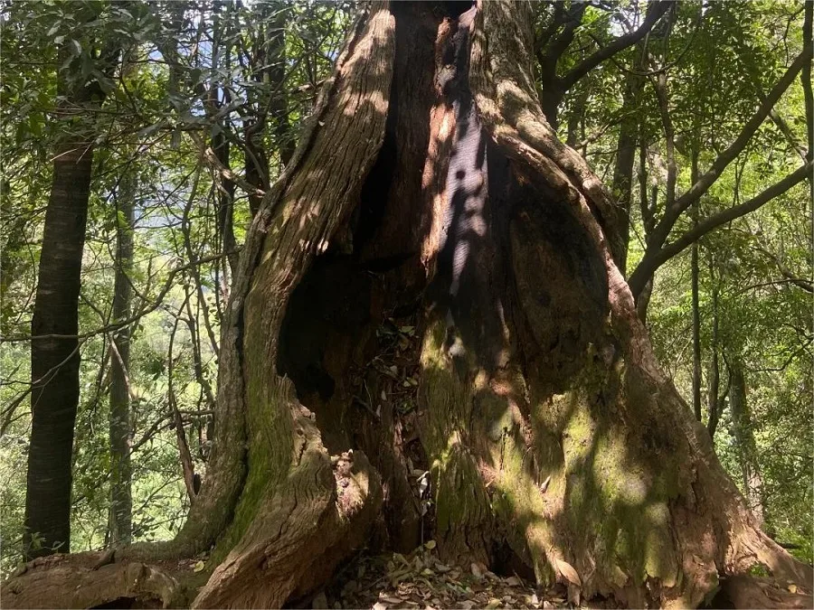 hollow-ancient-tree-in-jizu-mountain-dali-jpg hollow-ancient-tree-in-jizu-mountain-dali-jpg