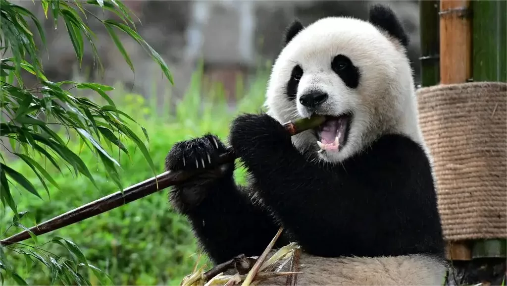 how-much-bamboo-do-giant-pandas-eat-in-a-day-jpg