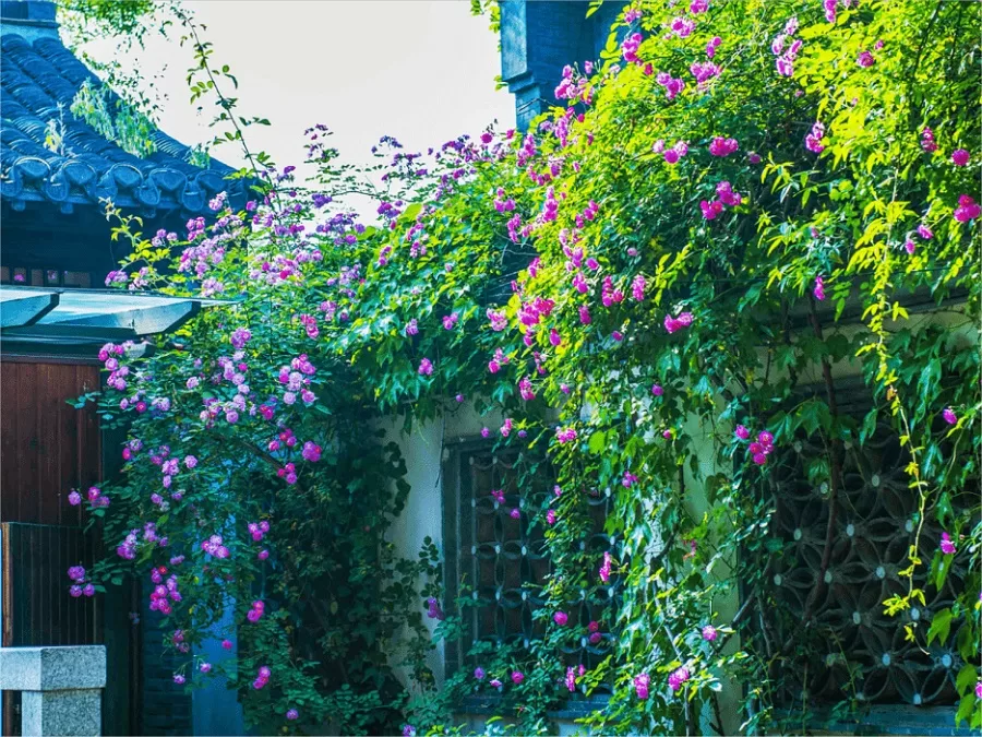 hua-in-huajuli-yangzhou-jpg hua-in-huajuli-yangzhou-jpg