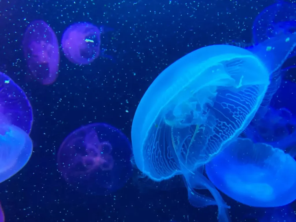 jelly-fish-exhibit-in-beijing-aquarium-1024x768-1 jelly-fish-exhibit-in-beijing-aquarium-1024x768-1
