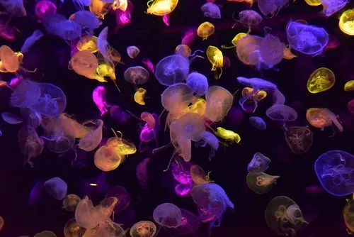jellyfish-exihibit-in-shanghai-ocean-aquarium jellyfish-exihibit-in-shanghai-ocean-aquarium