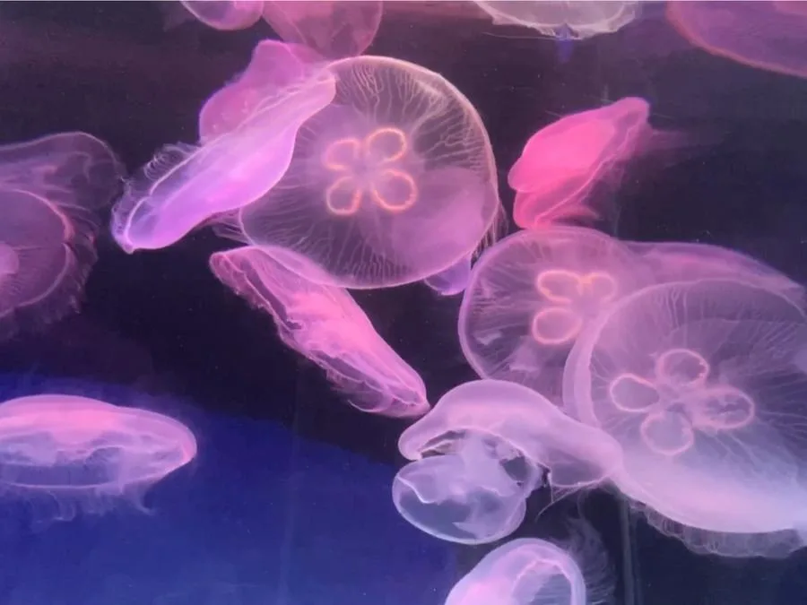 jellyfish-palace-in-Daming-Lake-Underwater-World-jpg jellyfish-palace-in-Daming-Lake-Underwater-World-jpg