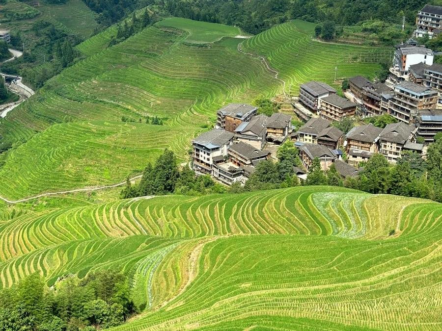 jinkeng-rice-terraces-1 jinkeng-rice-terraces-1