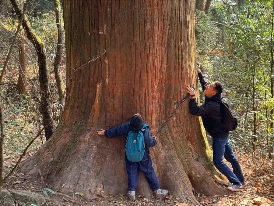 king-of-giant-trees-in-tianmu-mountain-jpg king-of-giant-trees-in-tianmu-mountain-jpg