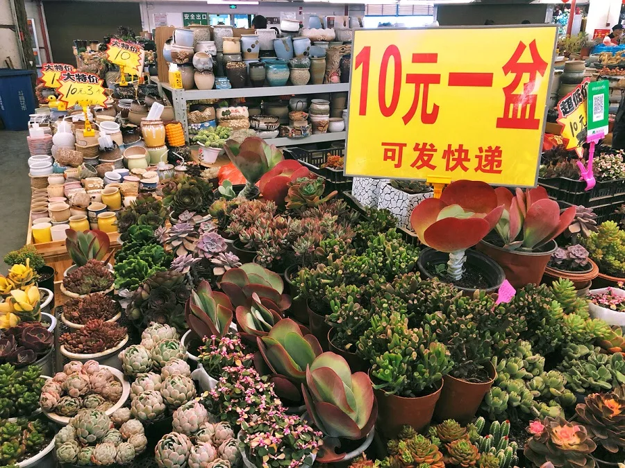 kunming-dounan-flower-market-1-jpg kunming-dounan-flower-market-1-jpg