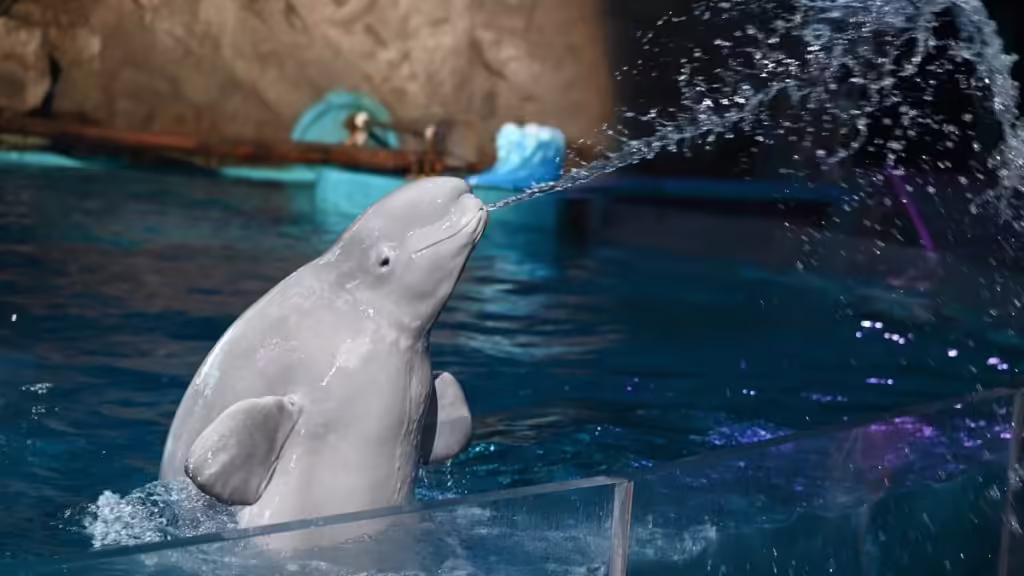 laohutan-ocean-park-1024x576.avif_