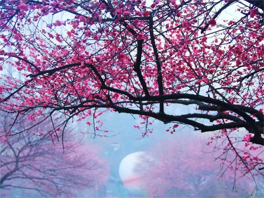 lingfen-plum-blossom-in-hangzhou-botanical-garden-jpeg lingfen-plum-blossom-in-hangzhou-botanical-garden-jpeg