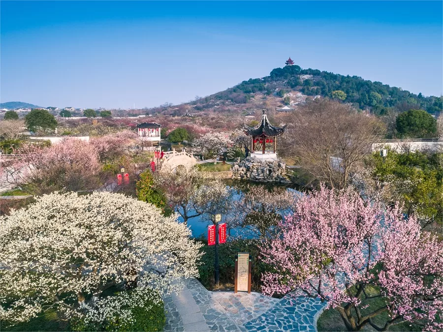 linwu-plum-sea-in-xishan-island-in-suzhou-jpg linwu-plum-sea-in-xishan-island-in-suzhou-jpg