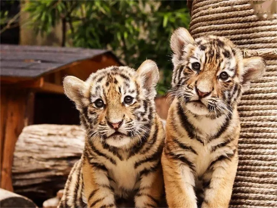 lion-and-tiger-village-in-yunnan-wild-animal-park-jpeg lion-and-tiger-village-in-yunnan-wild-animal-park-jpeg