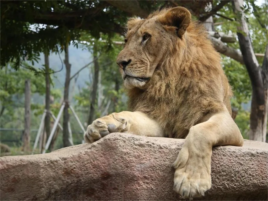 lion-mountain-in-hangzhou-zoo-jpg lion-mountain-in-hangzhou-zoo-jpg