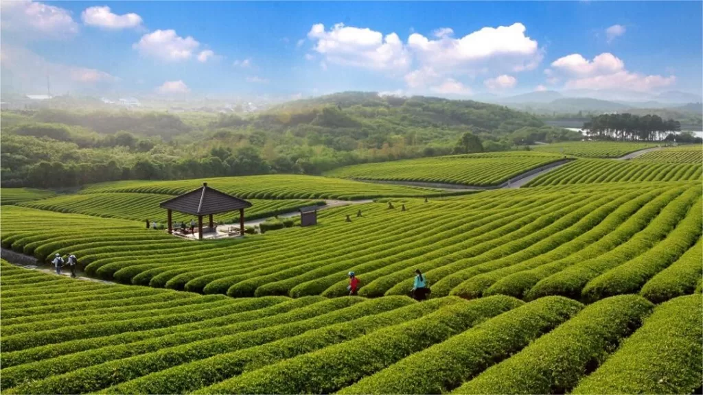 longchi-mountain-yixing-1024x576-5 longchi-mountain-yixing-1024x576-5