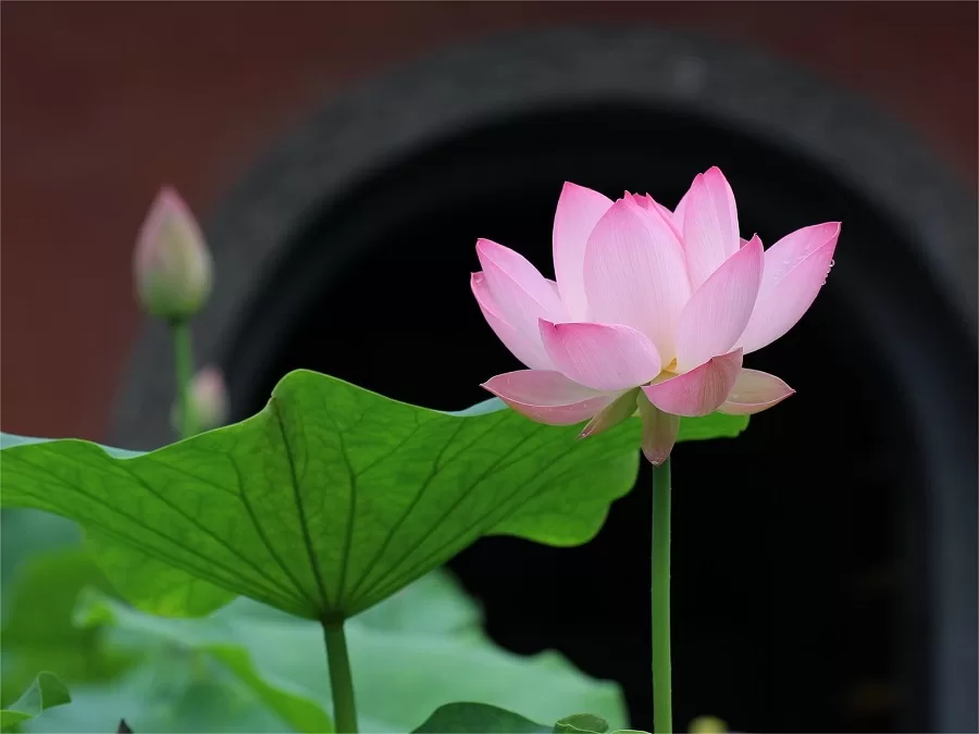 lotus-festival-in-huayan-temple-chongqing-jpg lotus-festival-in-huayan-temple-chongqing-jpg