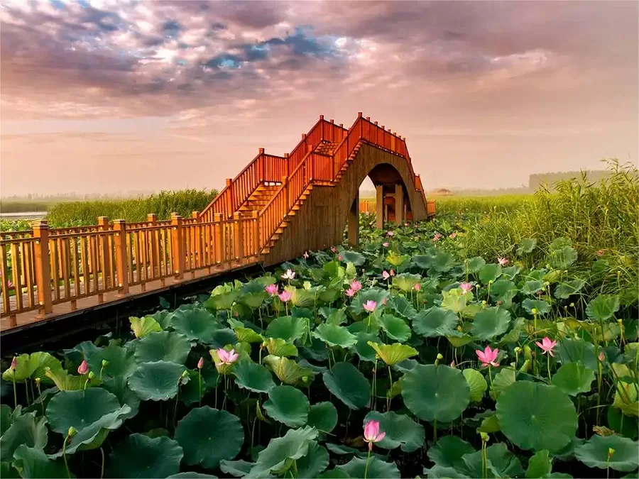 lotus-garden-in-baiyang-lake-scenic-area-jpg lotus-garden-in-baiyang-lake-scenic-area-jpg